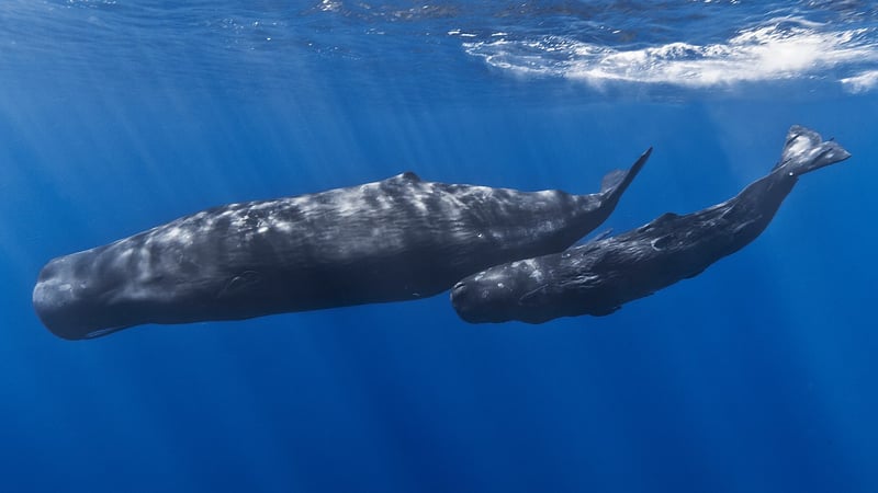 A mother and baby sperm whale.