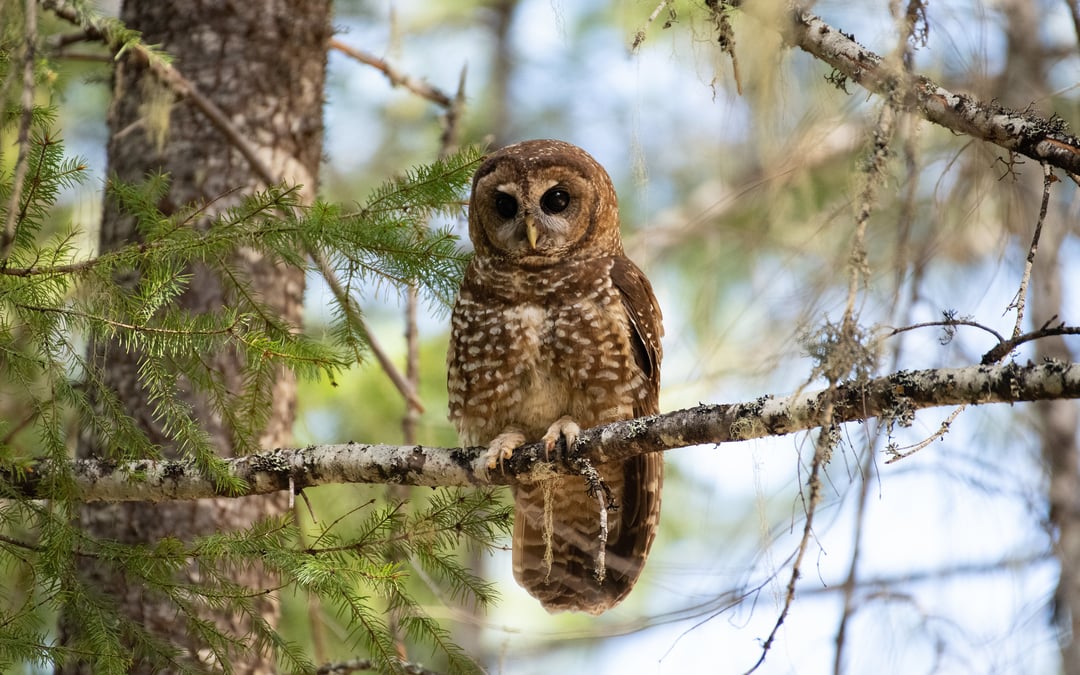 Federal judge halts logging plan in Oregon
