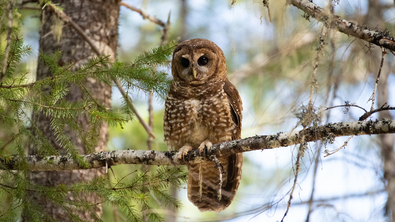 Animal rights groups claim feds used faulty data to permit barred owl removal