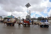 Palestinians with donkeys and carts fleeing Rafah.