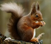 A Eurasian red squirrel sits on a tree stump, ears and tail raised in the air. It holds a hazelnut to its mouth, a small bite visible.