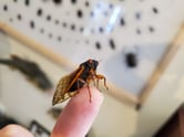 A cicada perches on a man's finger.