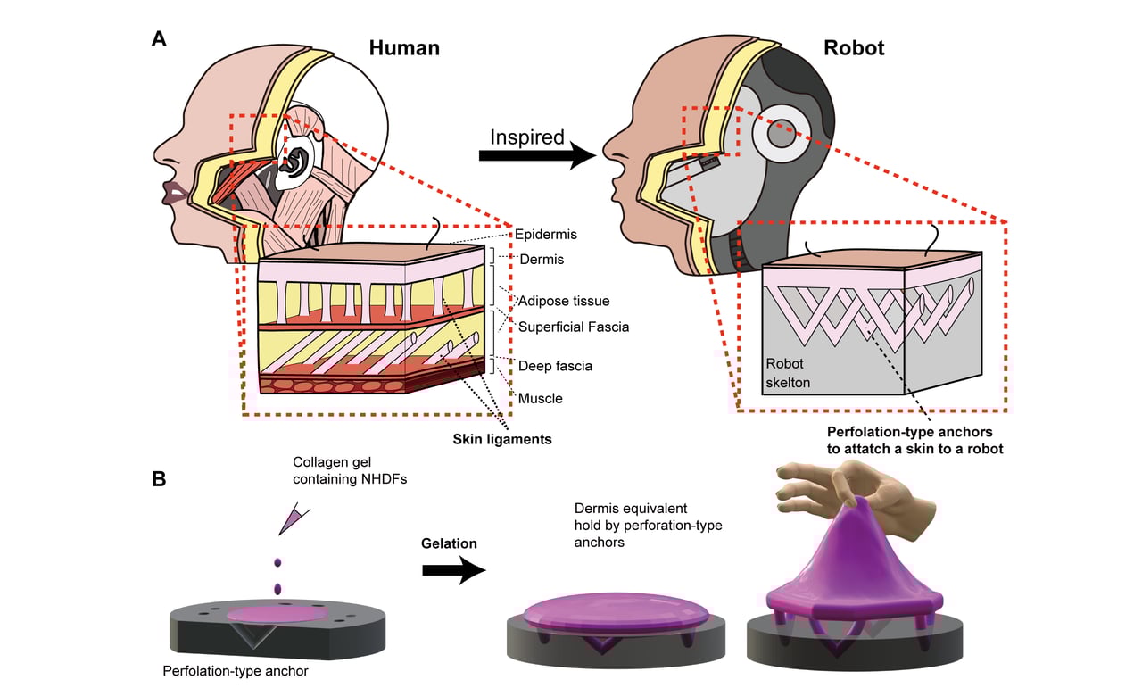 Humanoid robots
