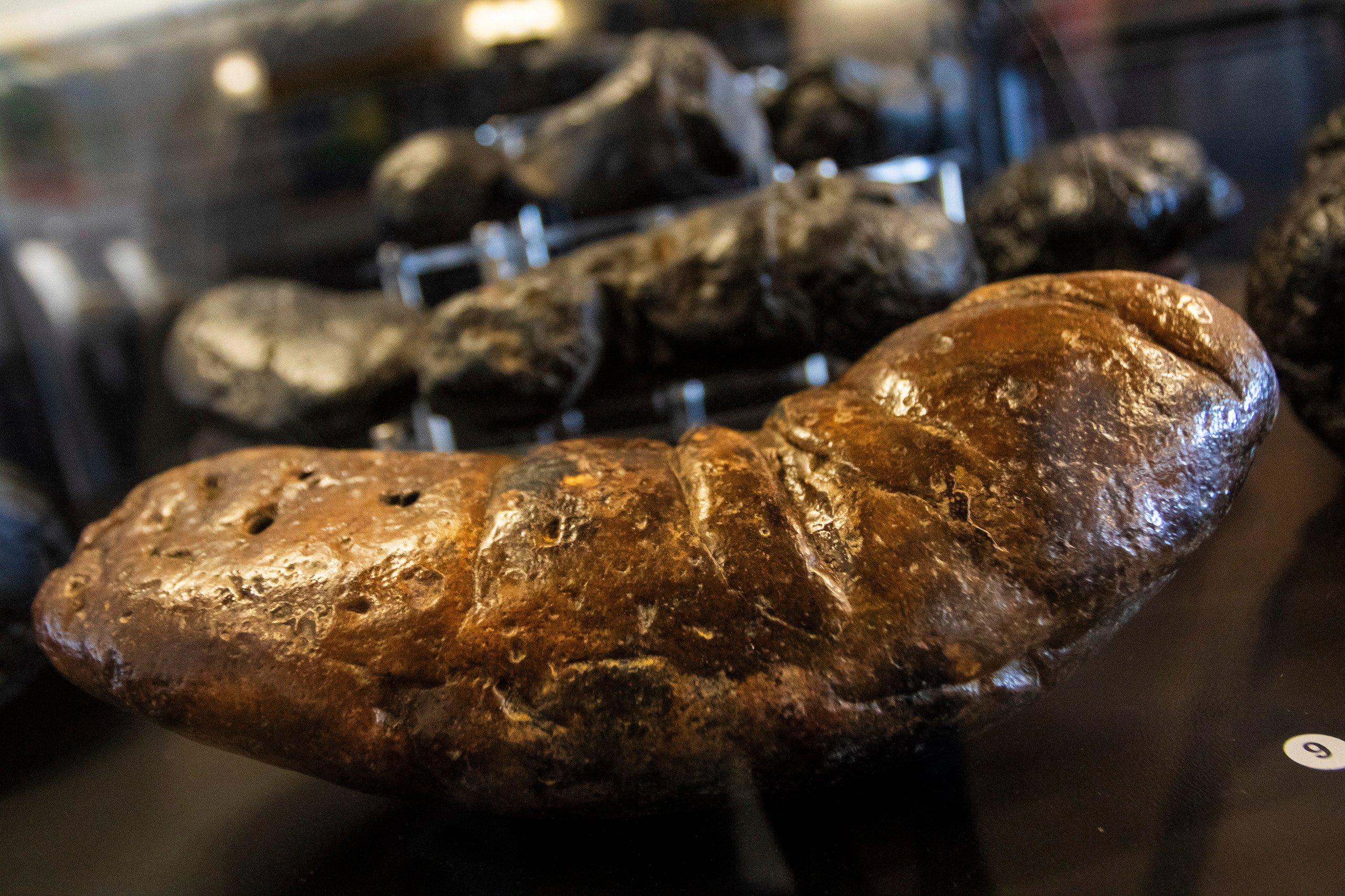 An Arizona museum tells the stories of ancient animals through their ...