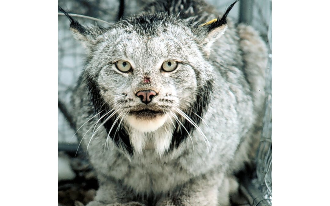 Grizzlies, lynx central to court fight over Montana logging project