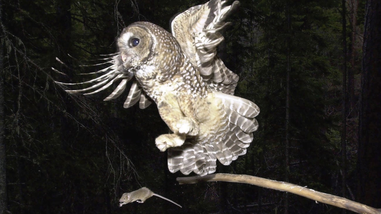 Oregon court OKs logging project over owl, turtle concerns