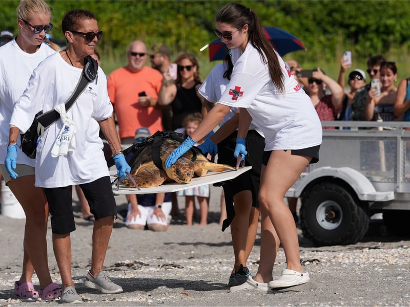 Subadult loggerhead sea turtle returns to Atlantic Ocean in Florida ...
