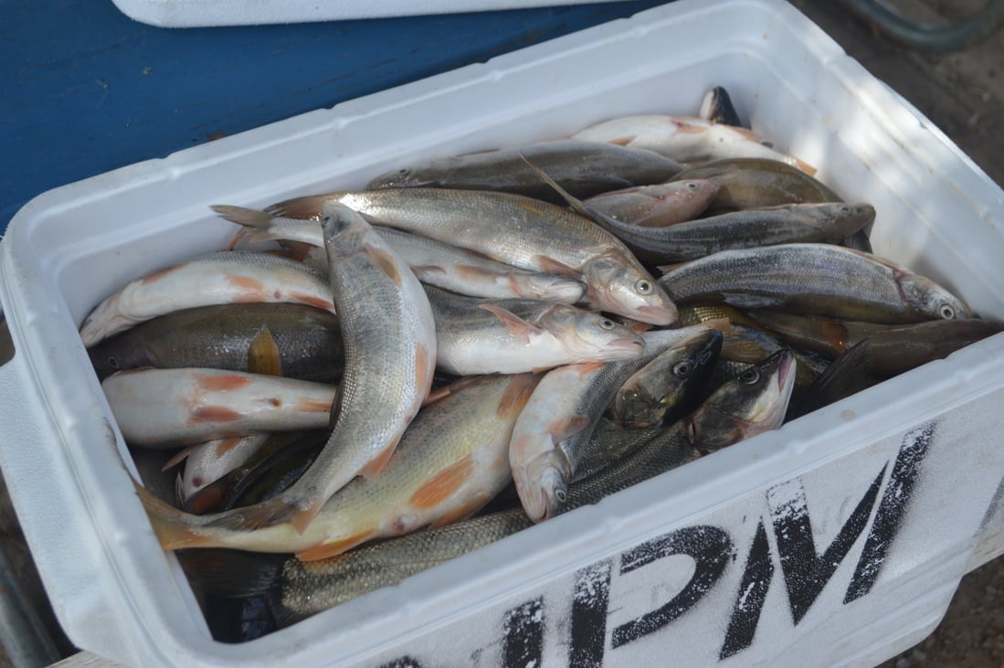 Pikeminnow Rig Culling the pikeminnows of the Pacific Northwest | Courthouse News Service