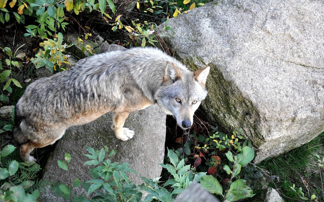 Colorado Parks and Wildlife Commission rejects petition to pause upcoming wolf release