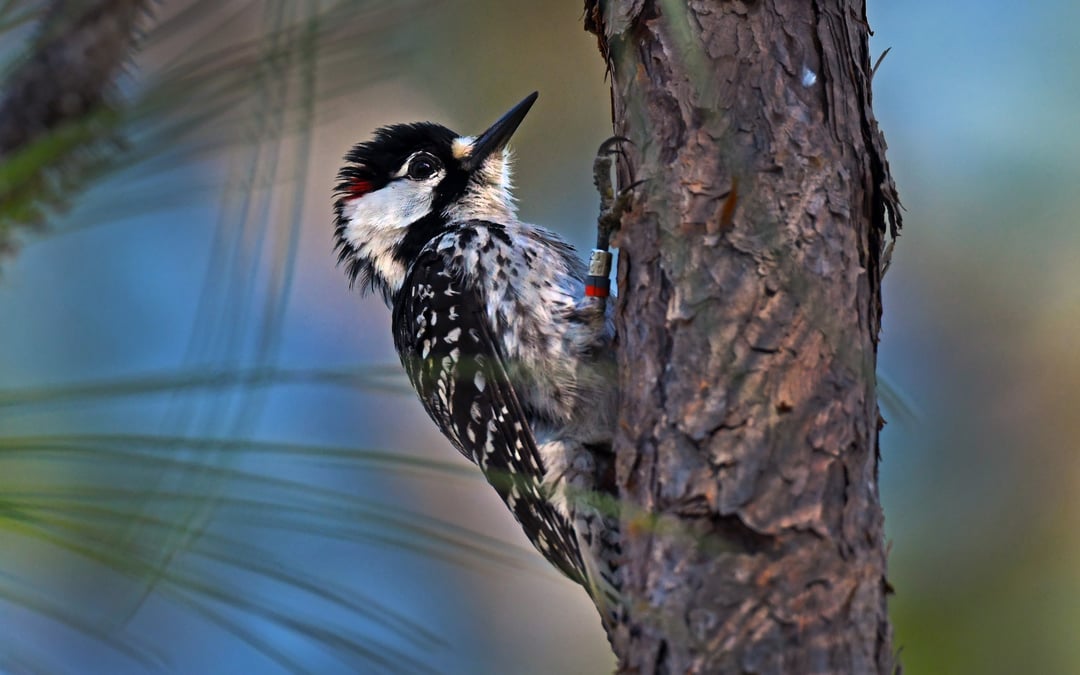 Interior department proposal could end habitat protections for endangered species