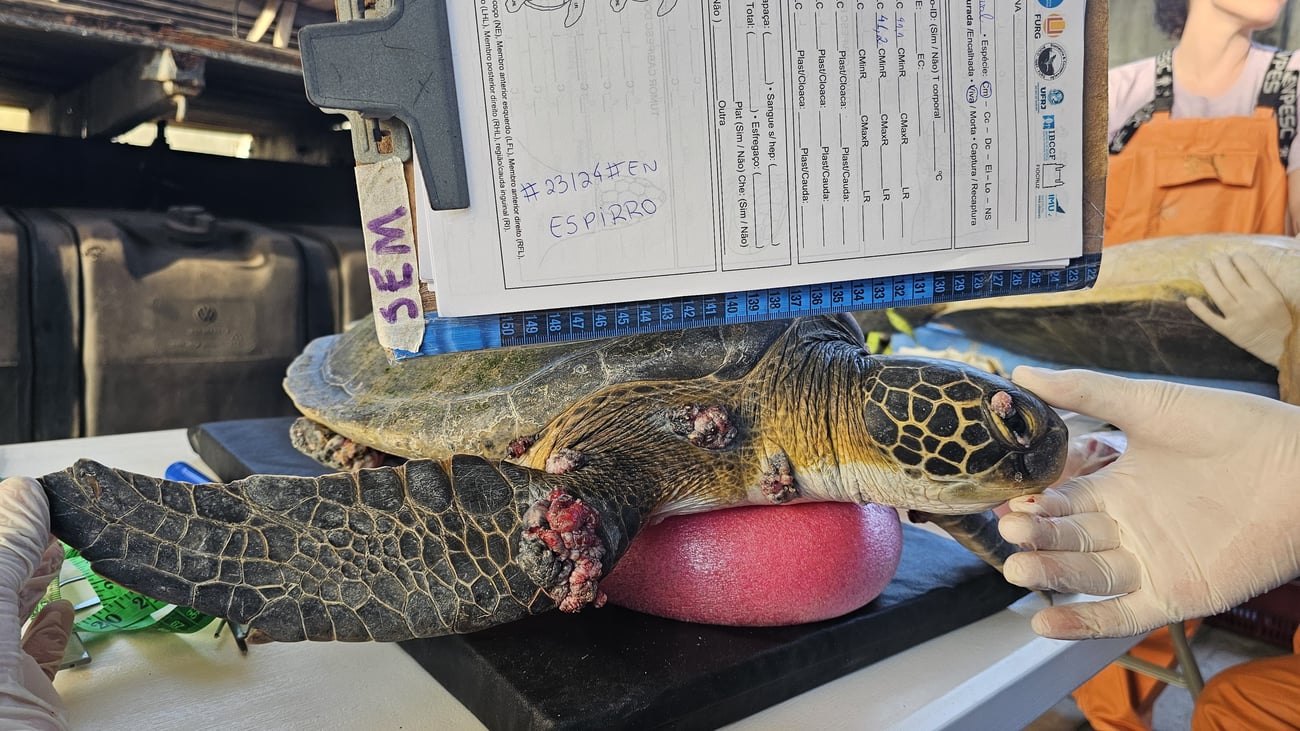 In Rio de Janeiro, sea turtles symbolize hope for clean water ...