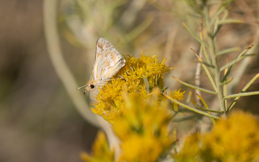 Save the sandhill skipper