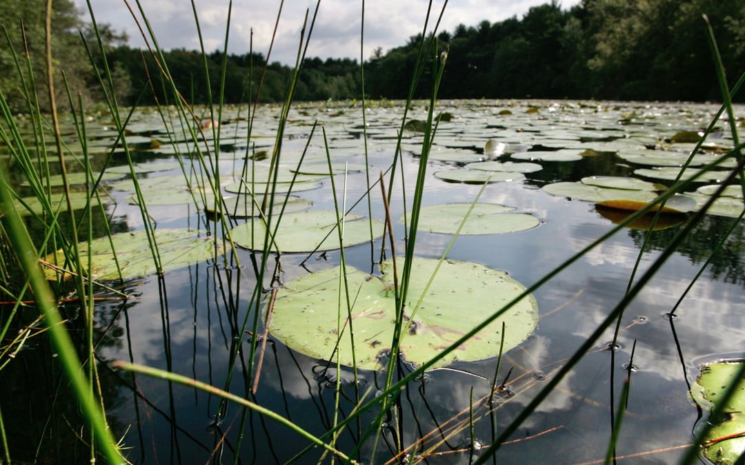 New research shows a quarter of freshwater animals are threatened with extinction