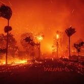 Palm trees burn and embers fly in this wildfire scene on a residential street.