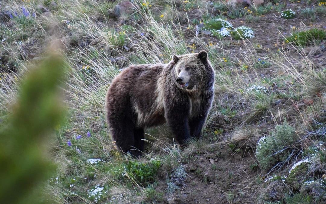 Grizzlies to keep endangered species protections over western states’ objections