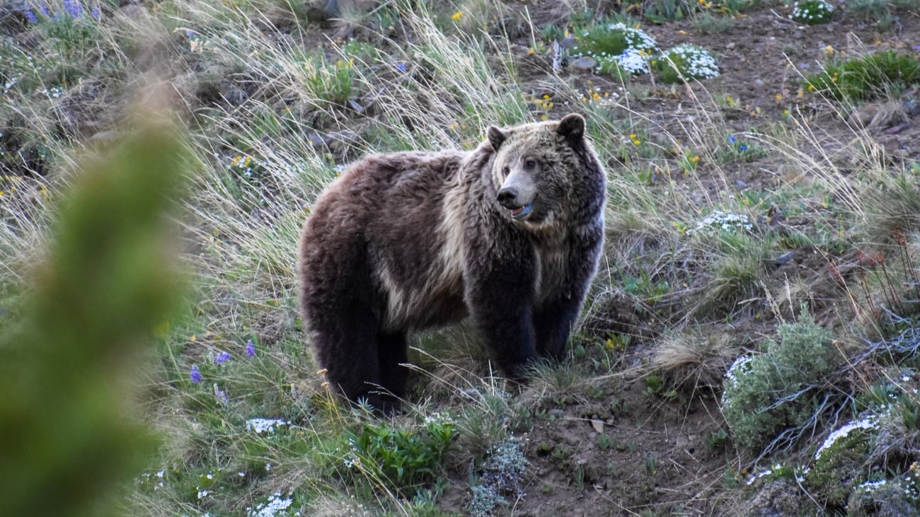 Environmentalists sue feds over redefinition of grizzly habitat in Montana