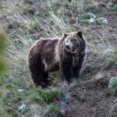 A brown grizzly bears stands in a field of wild flowers.