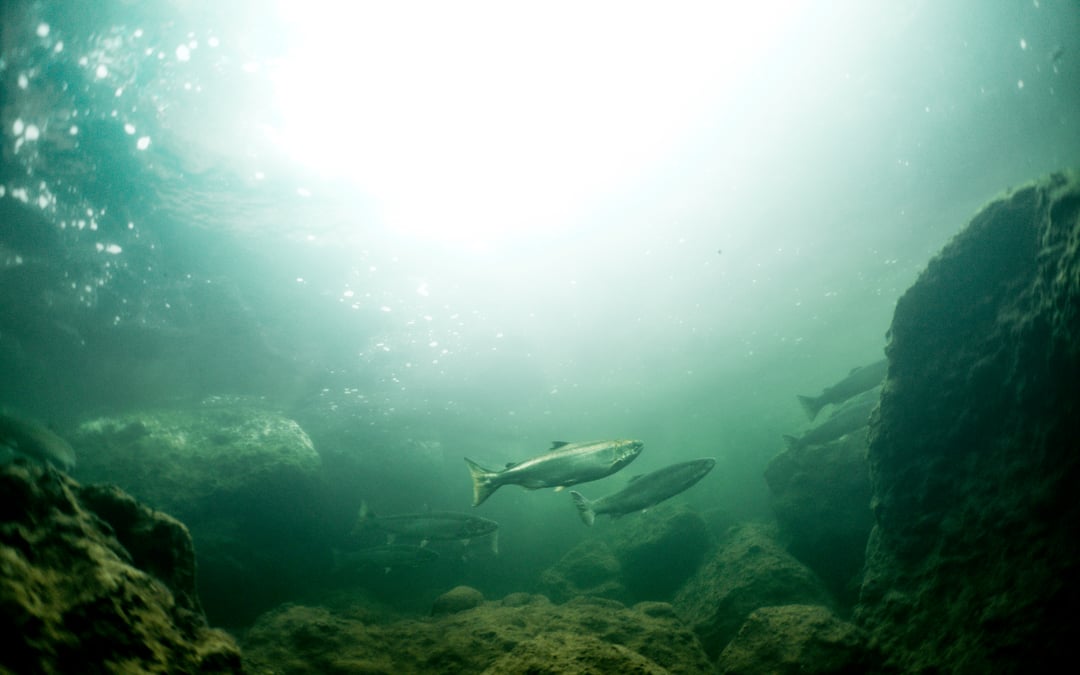 Tire manufacturers fight accusations that toxic runoff harms fish