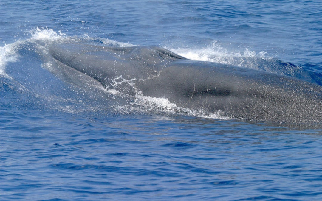 Extinction committee strips protections from rare Gulf whale