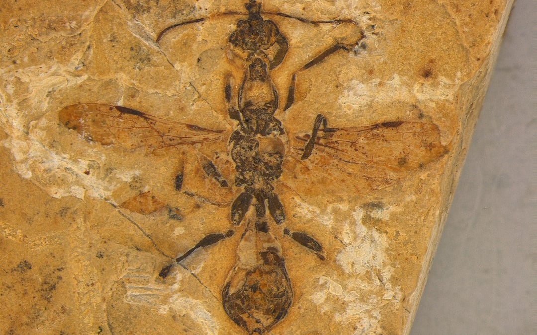 Ancient ‘hell ant’ discovery rewrites evolutionary timeline