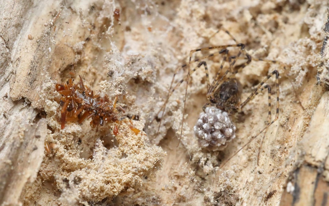 A carnivorous ‘bone collector’ caterpillar dresses in the remains of its prey