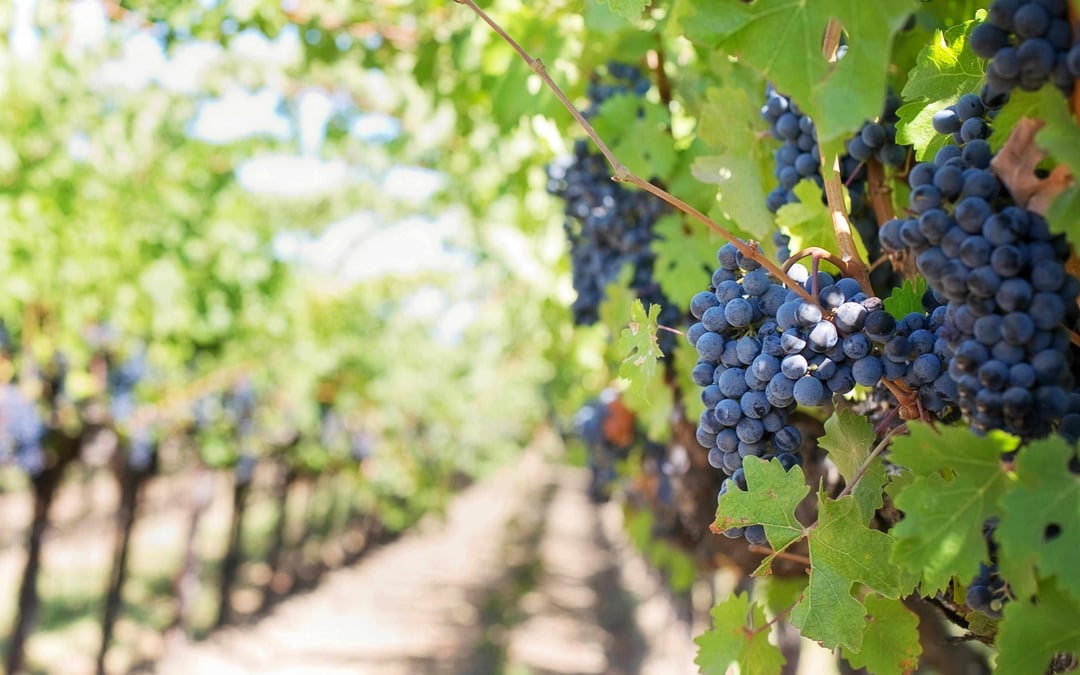 Old seeds show evolution of Italian grapes and wine