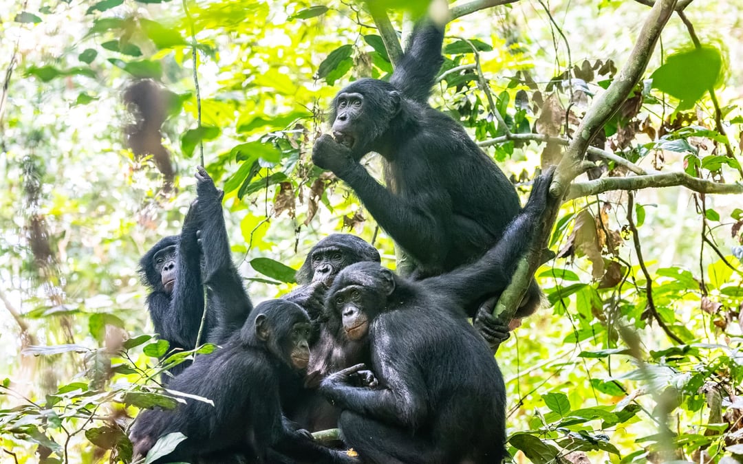 Girl power! Researchers find female bonobos work together to keep males in line