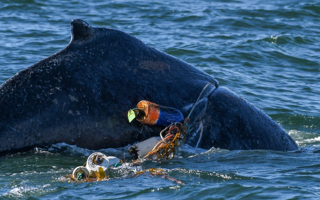 Parts of California coast will close to Dungeness crab fishing to protect whales