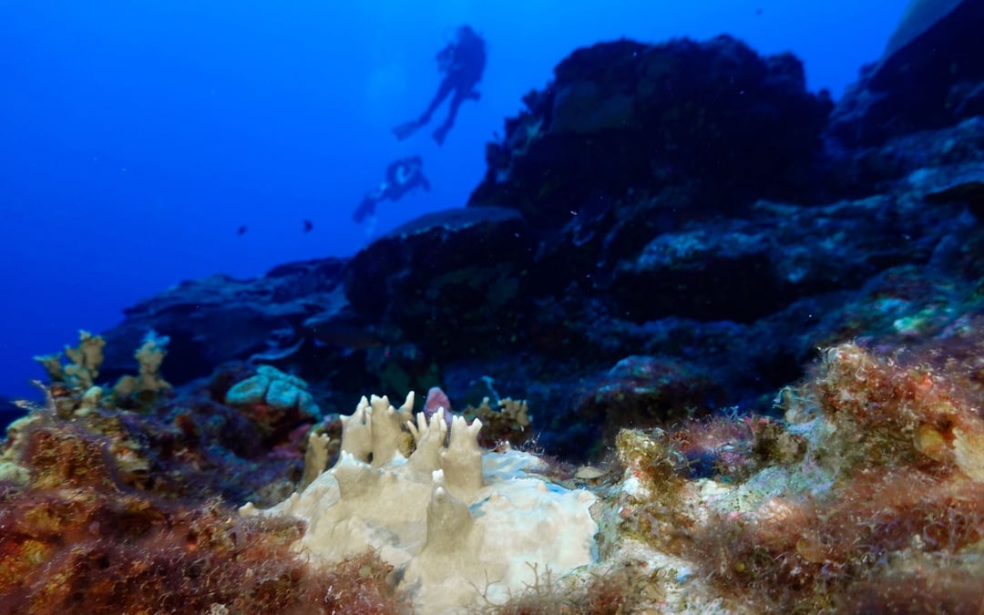 84% of the world’s coral reefs hit by worst bleaching event on record