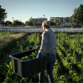 A woman wearing blue gloves carries a large black container filled with lettuce.