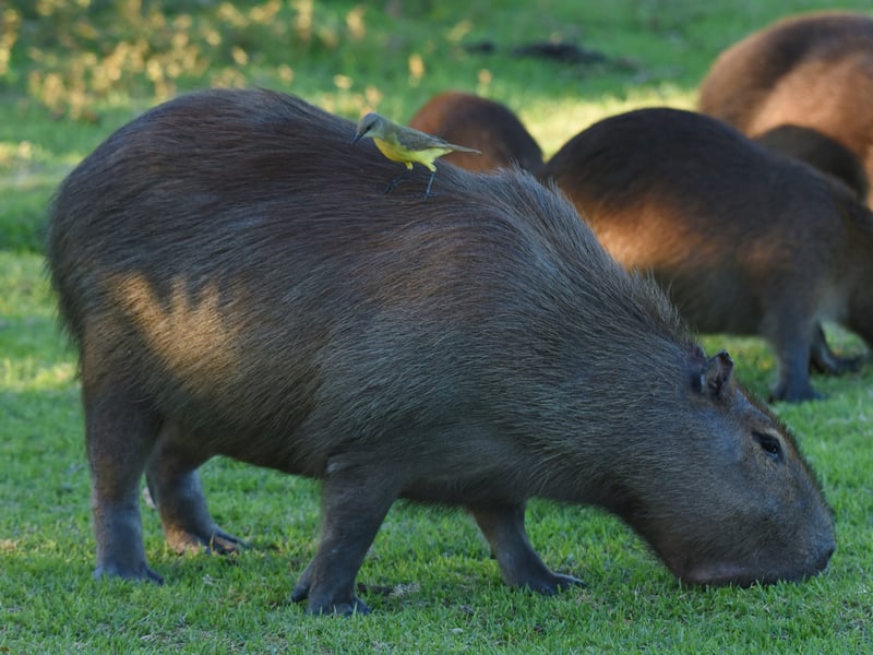 Are Capybaras in Brazil? Discover Their Natural Habitat