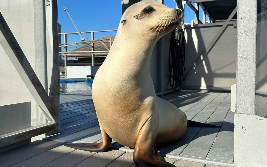 Scientists once thought only humans could bob to music. Ronan the sea lion helped prove them wrong