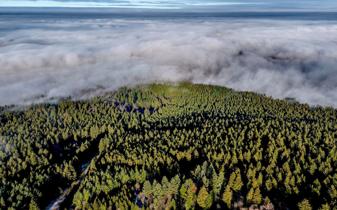 EU guts deforestation law, but US exporters get no break
