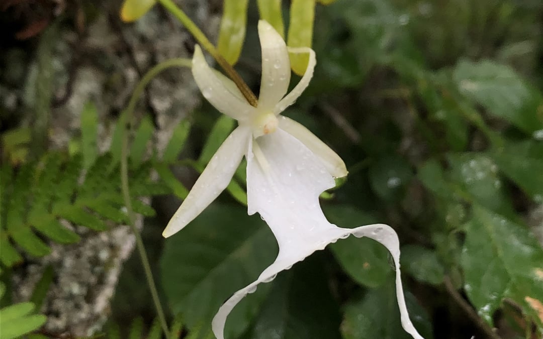 Florida’s ghost orchid grows closer to Endangered Species Act protections