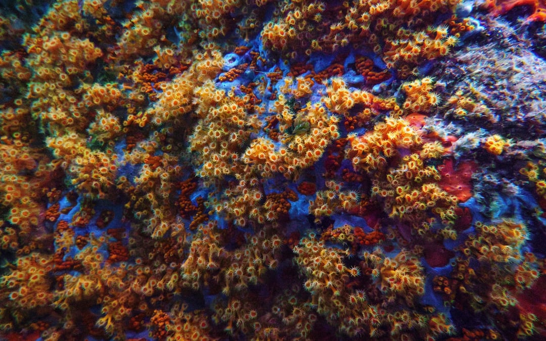 The UN Ocean Conference opens with a push to turn promises into protection