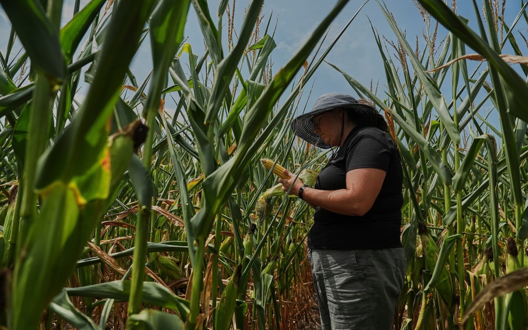 To get that perfect ear of corn, weather has to cooperate. But climate change is making it dicier