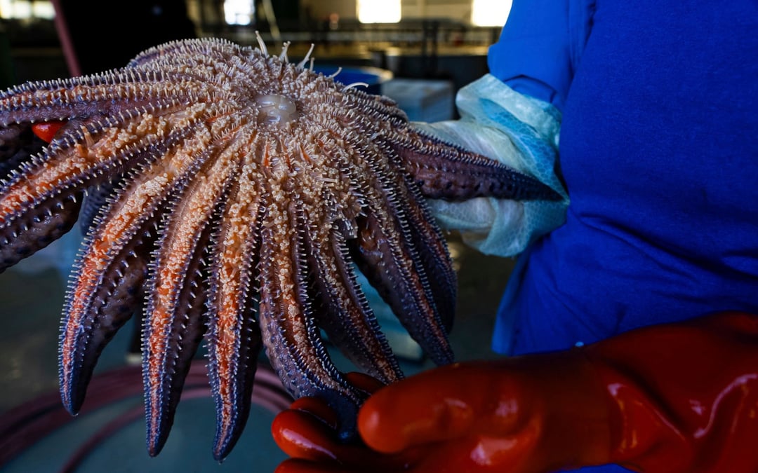Environmentalists sue feds to protect dwindling sunflower sea star