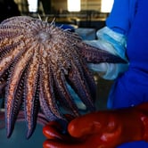 A person wearing a blue shirt and red glove holds a sea star.