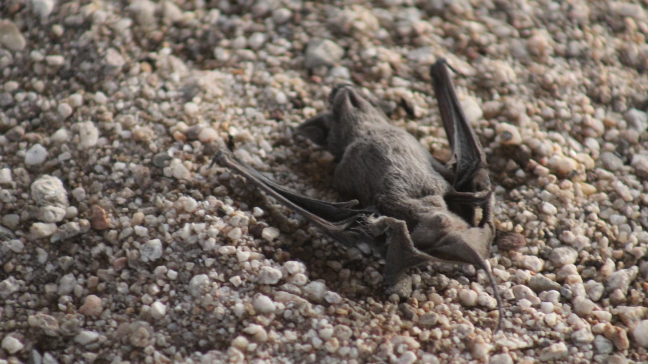 Unexpected guest: Bat spoils vacation
