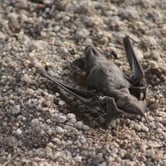 A bat lies motionless on a gravel surface.