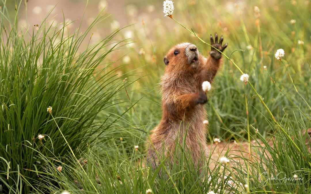 Conservationists sue for endangered species protection for Olympic marmots
