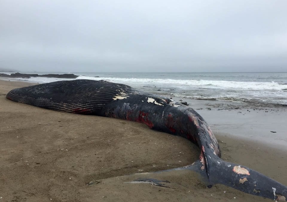 Environmental groups sue feds over California coast whale deaths