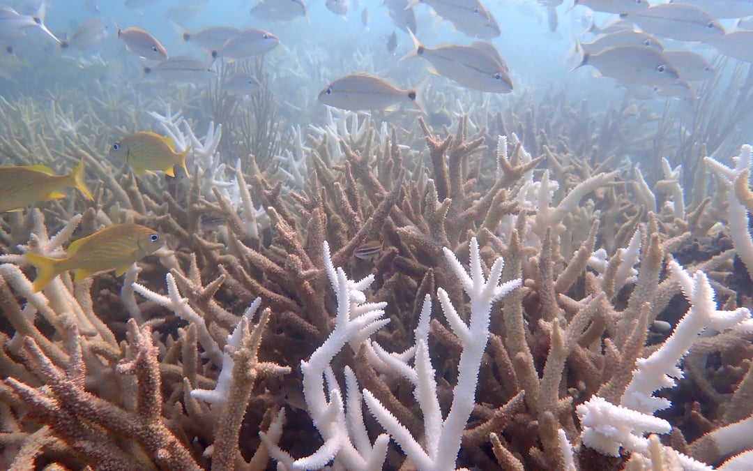 Two coral species in Florida ‘functionally extinct’ after marine heat wave