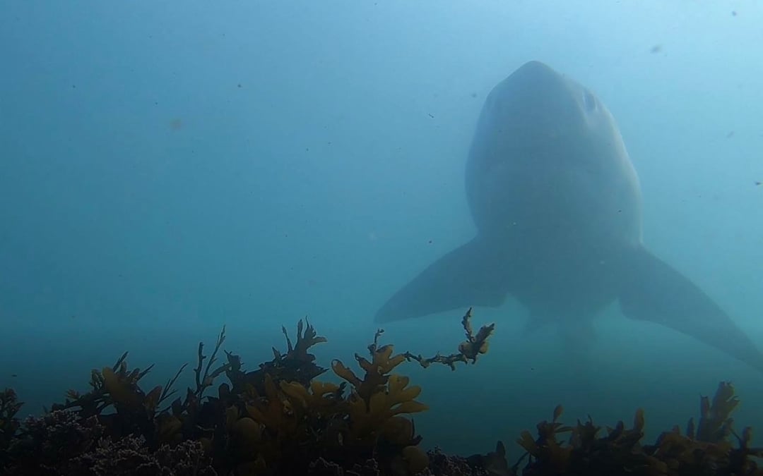 Shark Cam: How drones are changing how we see sharks