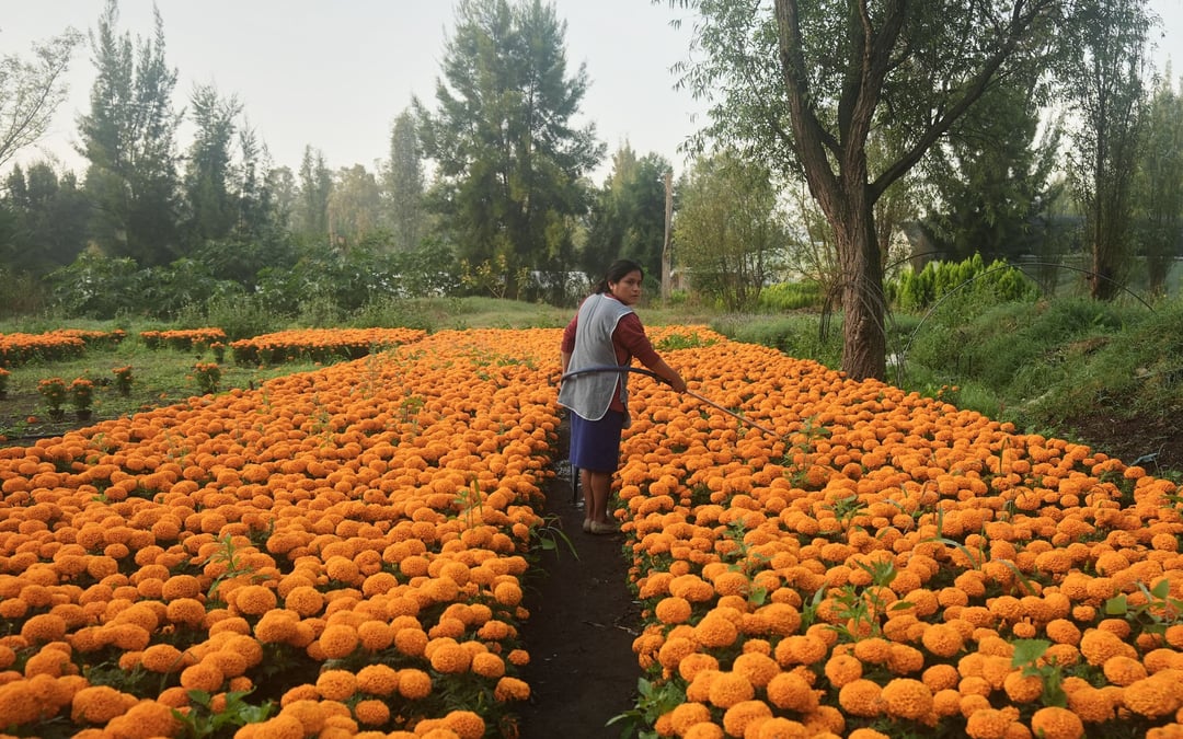 This orange flower cloaks Mexico during Day of the Dead. Climate change is putting it at risk