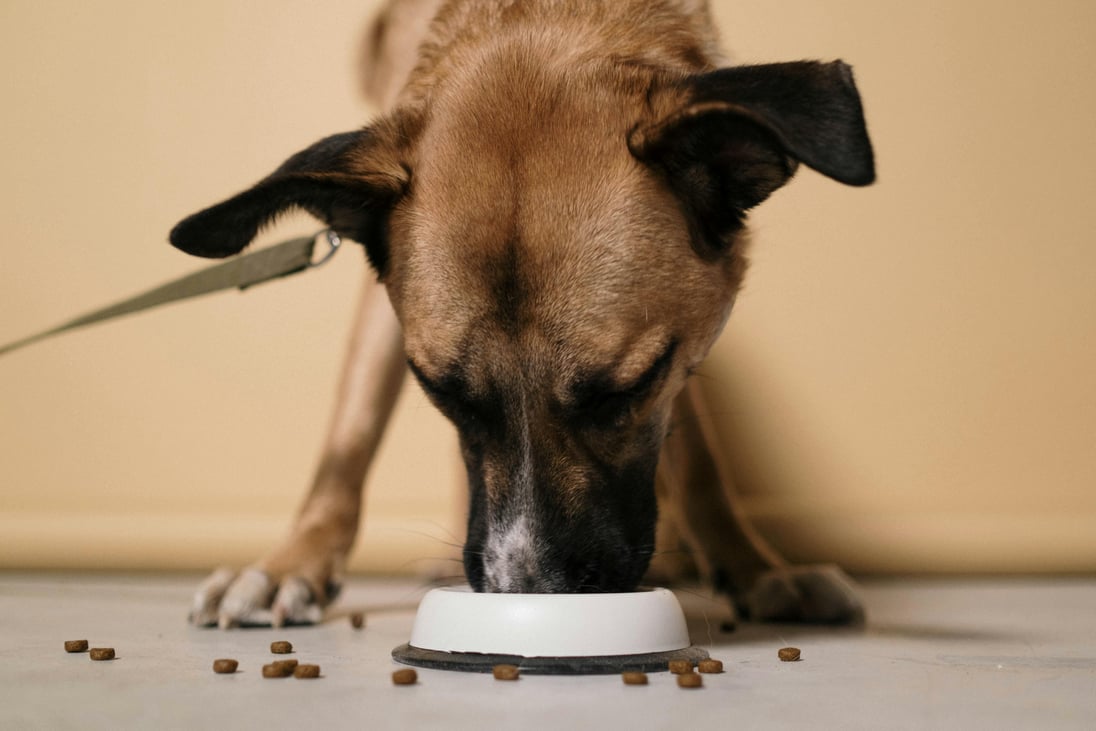10th Circuit asked to bite into natural dog food feud