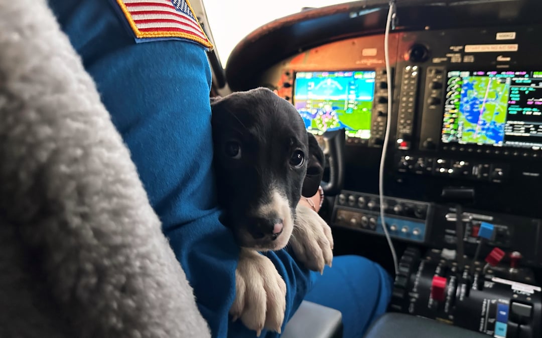 How Seuk Kim’s tragic plane crash built a volunteer army of pet rescuers