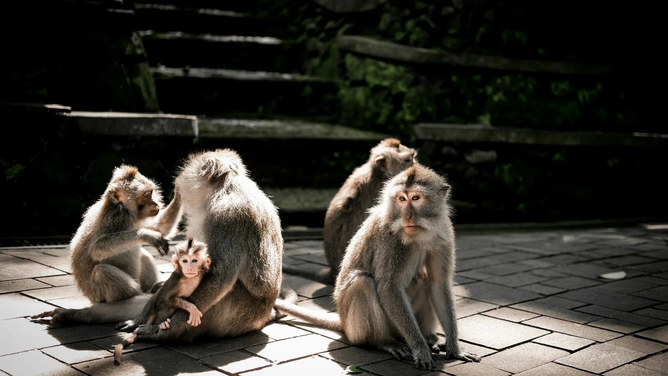 Ubud Sacred Monkey Forest Sanctuary: Time Capsule from the Past