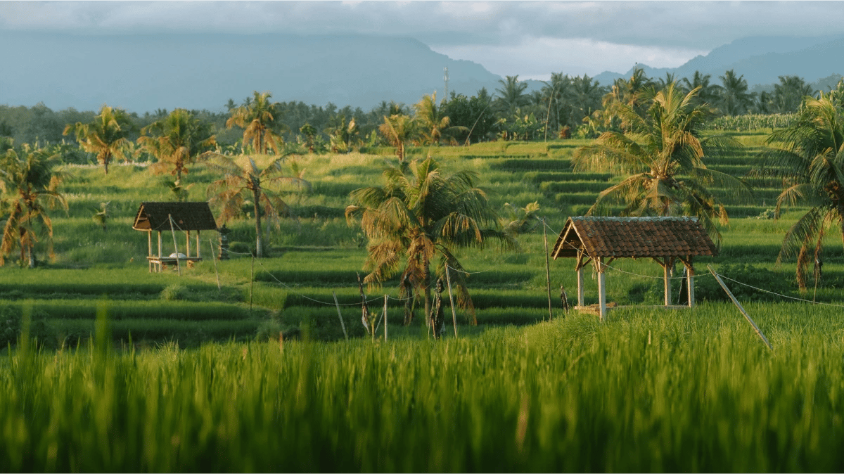 Overview of Ubud’s Property Market: Villas, Lands, and Commercial Spaces