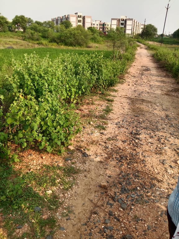 Pachkhora housing colony near collector office - 1